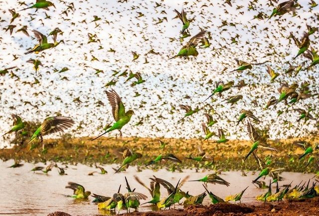 Tròn mắt với cảnh đàn vẹt nhuộm xanh bầu trời - ảnh 4