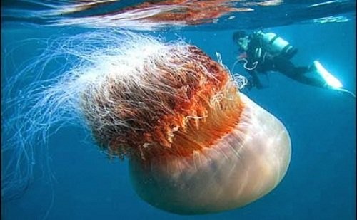 Những động vật khổng lồ 'khó tin' trên trái đất - ảnh 2