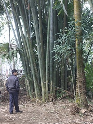 Chuyện về 'vua nỏ' xứ Mường Hà Văn Phong - ảnh 1