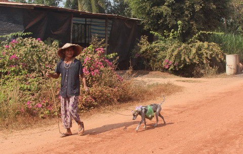 Cụ bà 80 tuổi luyện chó đi giao hàng ở Tây Ninh - ảnh 3