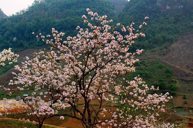 Hoa ban nở trắng rừng Tây Bắc - ảnh 7