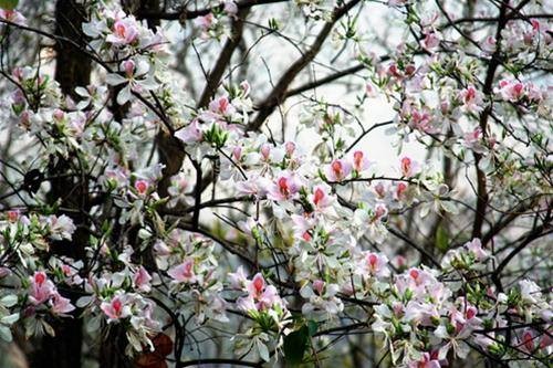 Hoa ban nở trắng rừng Tây Bắc - ảnh 6