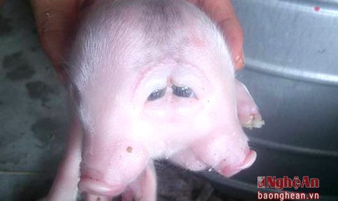 Xôn xao 'quái vật' lợn hai đầu ở Nghệ An - ảnh 1