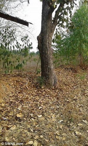 Bé sơ sinh sống sót thần kỳ sau khi bị đâm và chôn sống - ảnh 1