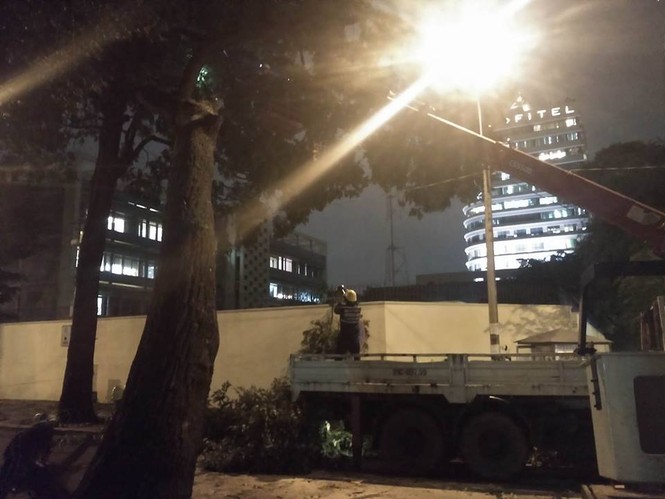 Cây cổ thụ bật gốc đổ trong mưa, người đi đường hú vía - ảnh 3