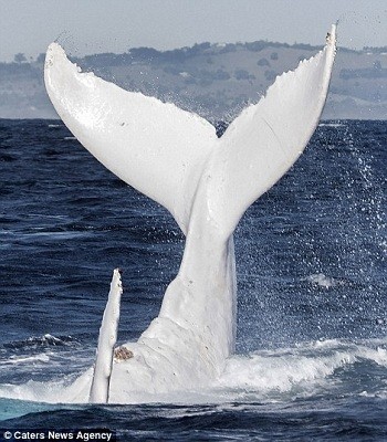 'Cá voi ma' quý hiếm xuất hiện ở vùng biển Australia - ảnh 2