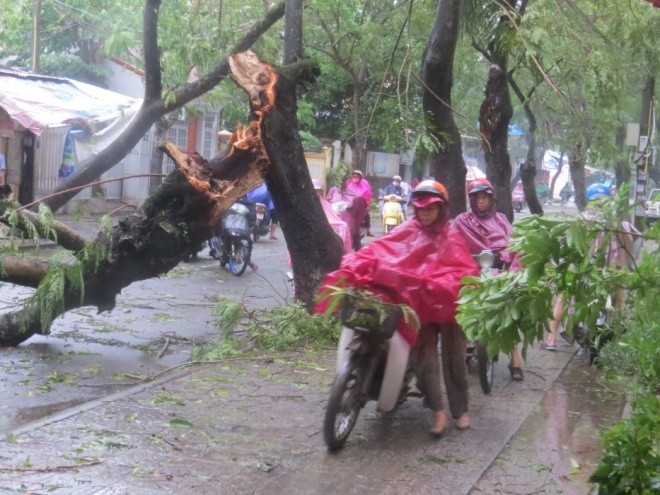 Hàng trăm cây xanh ở Huế bị gió quật gãy đổ - ảnh 7