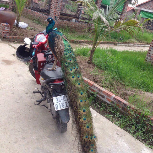 Đại gia chi bạo mua chim Công chơi Tết - ảnh 3