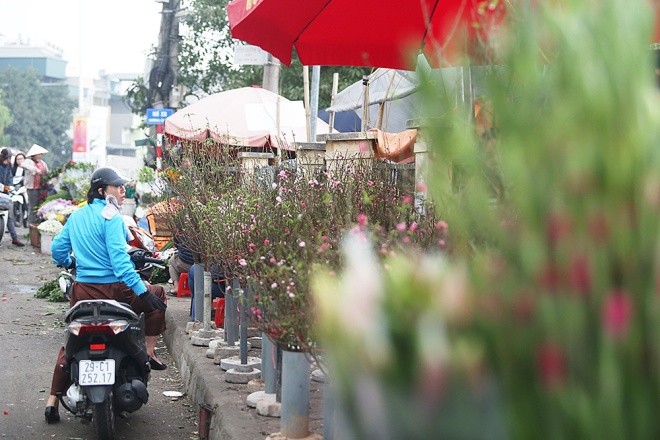 Đào bung nụ xuống phố - ảnh 6