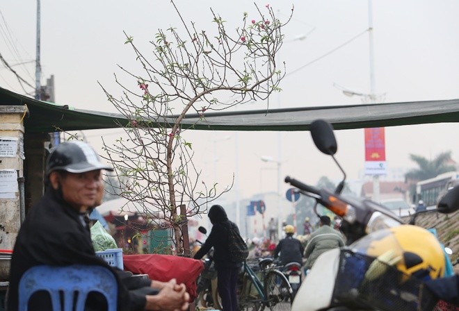 Đào bung nụ xuống phố - ảnh 8