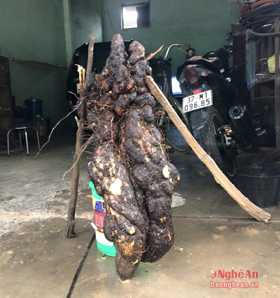 Giật mình với củ khoai vạc khổng lồ nặng tới 28kg - ảnh 2
