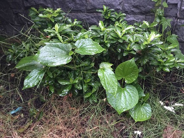 vườn rau nhà quyền linh - ảnh 19