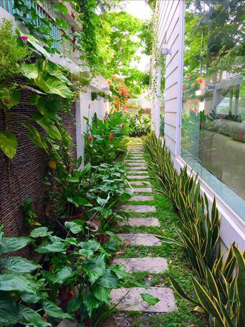 vườn rau nhà quyền linh - ảnh 2