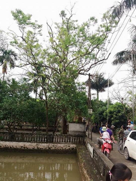 Gần chục cây sưa trong đình làng Đông Cốc đã bị bán như thế nào? - ảnh 1