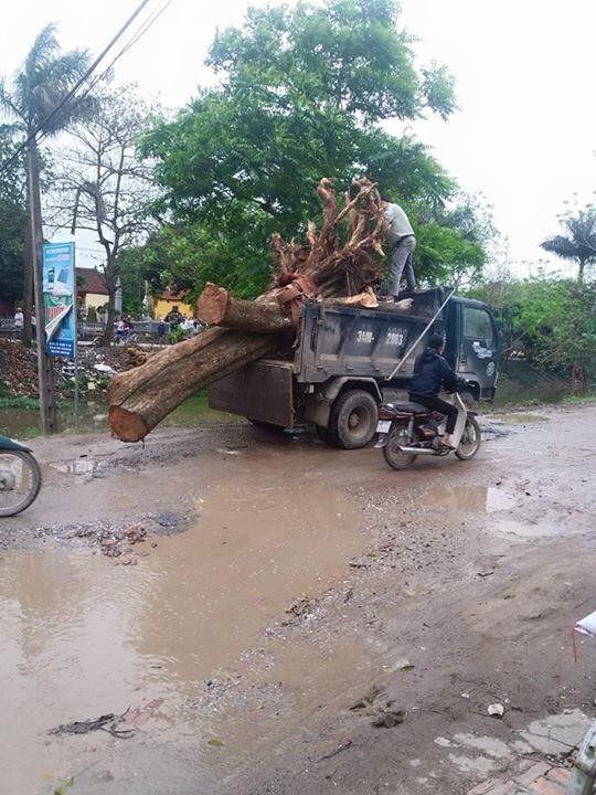 Gần chục cây sưa trong đình làng Đông Cốc đã bị bán như thế nào? - ảnh 3