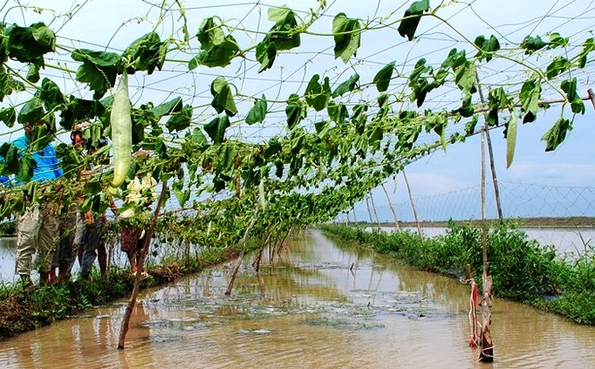 Ngập úng trên diện rộng tại Cà Mau - ảnh 1