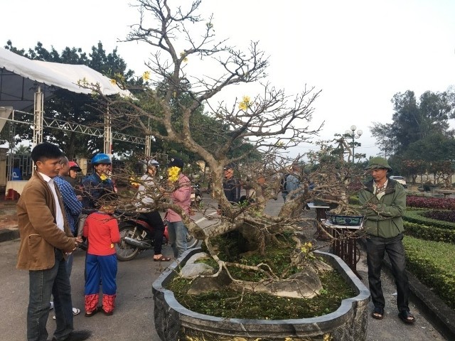 Cây Hoàng Mai tiến vua giá 5 tỷ chấn động thị trường Tết - ảnh 1