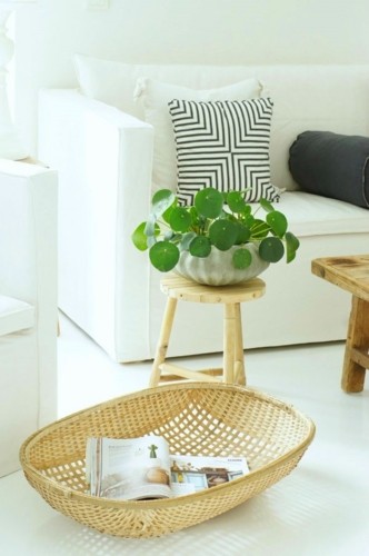 Các loại cây 'độc' dễ tìm và chăm sóc giúp ngôi nhà thêm… xuân - ảnh 5