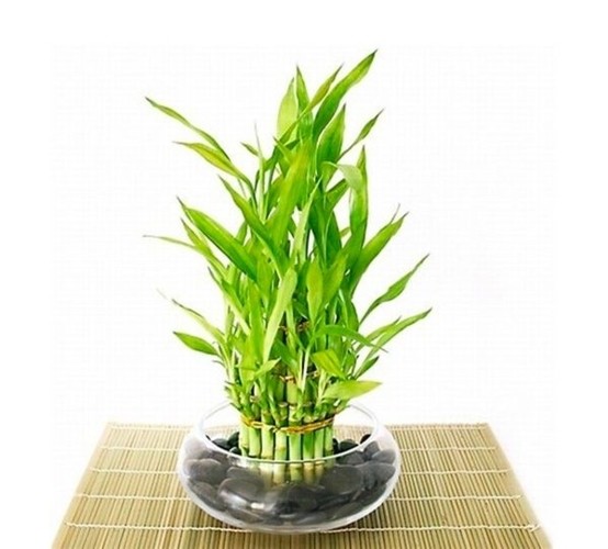 Các loại cây 'độc' dễ tìm và chăm sóc giúp ngôi nhà thêm… xuân - ảnh 7