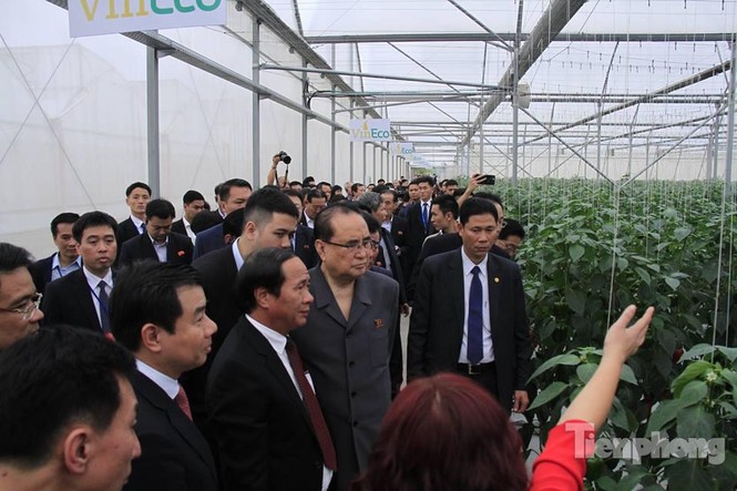 Người đẹp quyền lực Triều Tiên ăn thử ớt trồng ở VinEco - ảnh 1