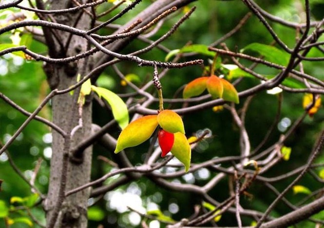 Kinh ngạc loài cây ở Việt Nam có quả màu đỏ, ý giàu sang - ảnh 2