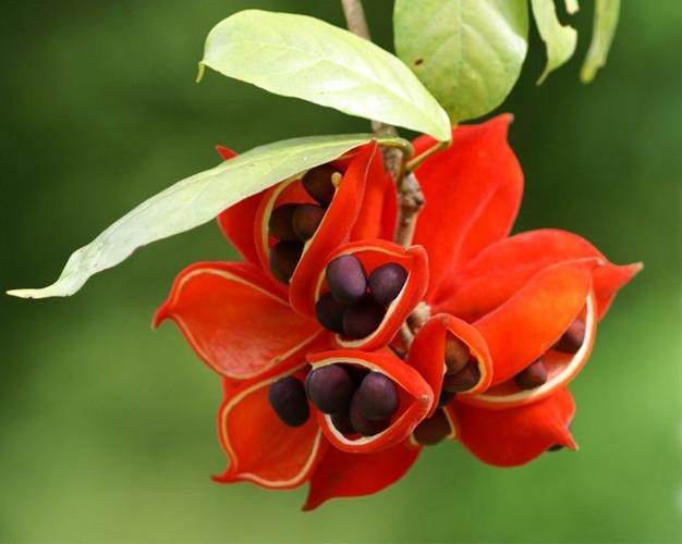 Kinh ngạc loài cây ở Việt Nam có quả màu đỏ, ý giàu sang - ảnh 4