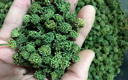 Cả triệu đồng một kg hoa tam thất - ảnh 1