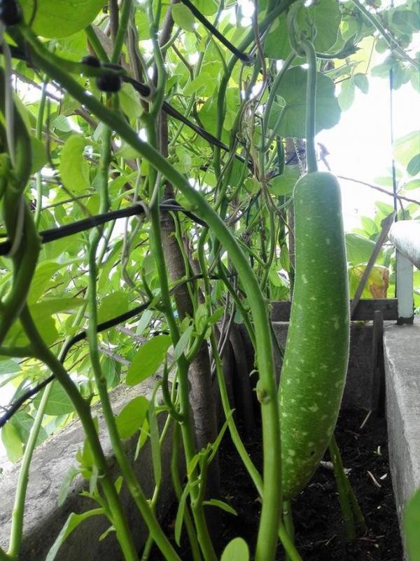 Khó tin với hoa trái xum xuê, gà đẻ trứng trên ban công chung cư Sài Gòn - ảnh 1