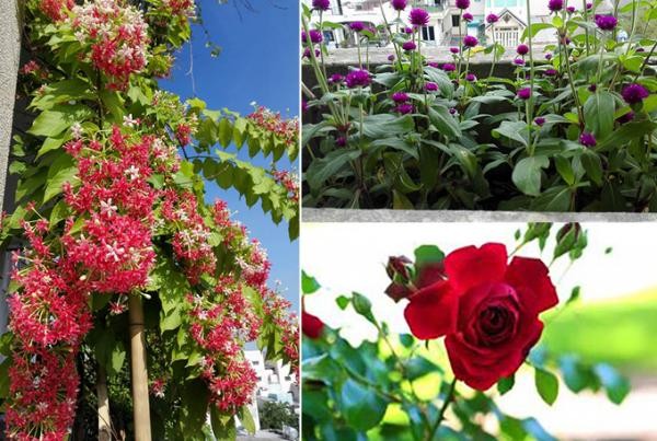 Khó tin với hoa trái xum xuê, gà đẻ trứng trên ban công chung cư Sài Gòn - ảnh 2