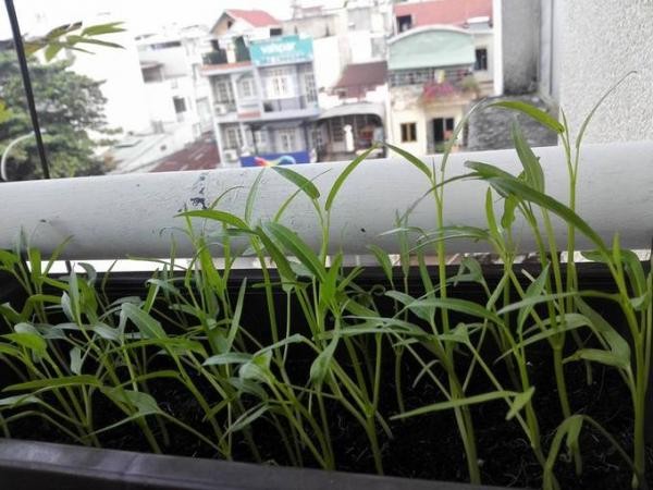 Khó tin với hoa trái xum xuê, gà đẻ trứng trên ban công chung cư Sài Gòn - ảnh 5