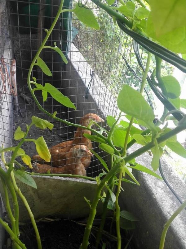 Khó tin với hoa trái xum xuê, gà đẻ trứng trên ban công chung cư Sài Gòn - ảnh 6