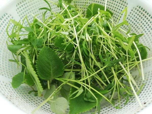 Khó tin với hoa trái xum xuê, gà đẻ trứng trên ban công chung cư Sài Gòn - ảnh 8