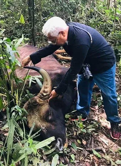 Bò tót 800 kg chết trong khu bảo tồn Đồng Nai - ảnh 1