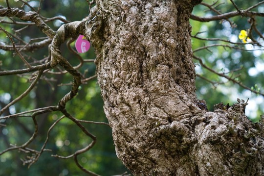 Đại gia miền Tây đem gần 3 tỉ đồng “đãi” dân Sài Gòn - ảnh 6