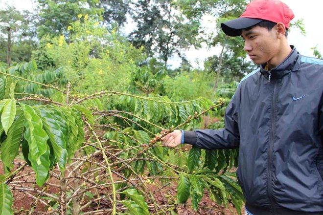 Sáng kiến quét sạch trộm cà phê - ảnh 1