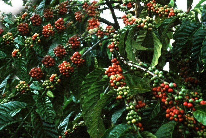 Kỷ niệm 40 năm xây dựng vùng kinh tế mới của Thủ đô trên cao nguyên - ảnh 2