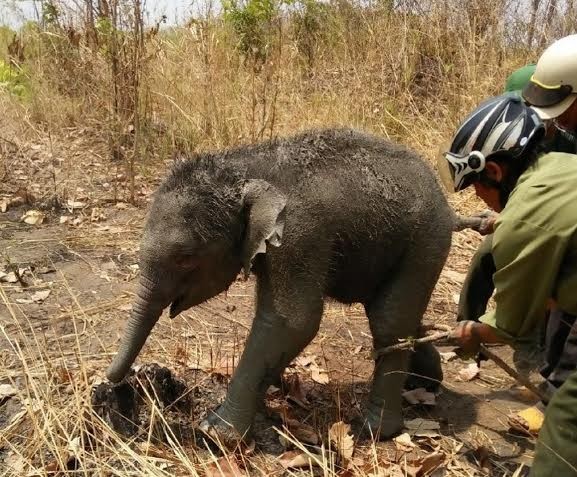 Cứu thành công voi con 2 tháng tuổi rơi xuống giếng - ảnh 1