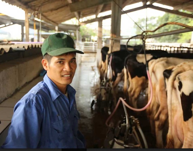 Hiếm có Việt Nam: Thị trấn 600 tỷ phú, lái ôtô dạo thăm bò - ảnh 2