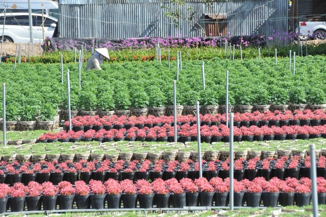 Giới trẻ đội nắng chụp ảnh bên thác hoa lớn nhất Việt Nam - ảnh 6