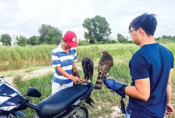 Cao thủ tiết lộ công phu thú chơi loài chim 'chúa tể sa mạc' - ảnh 2