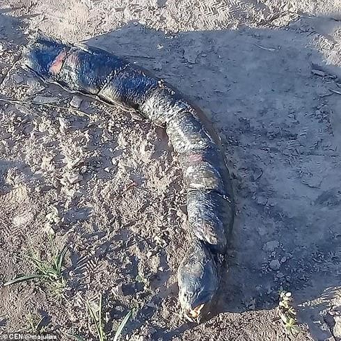 Kinh ngạc 'cá lạ' có hàm răng giống người ở Argentina - ảnh 1