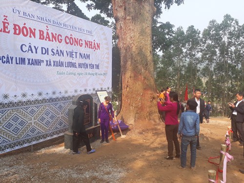 Cận cảnh cây lim nghìn năm tuổi ở Bắc Giang - ảnh 5