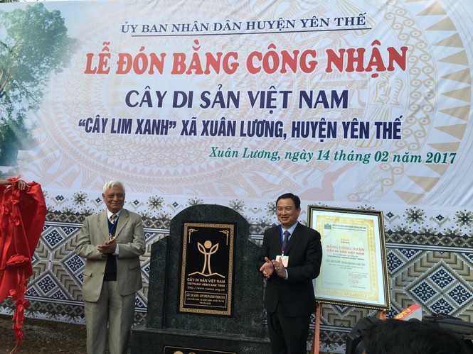 Cận cảnh cây lim nghìn năm tuổi ở Bắc Giang - ảnh 1