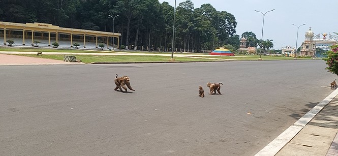 Vắng khách du lịch mùa dịch, bầy khỉ ở Tòa Thánh Tây Ninh đói ăn tràn ra đường - ảnh 4
