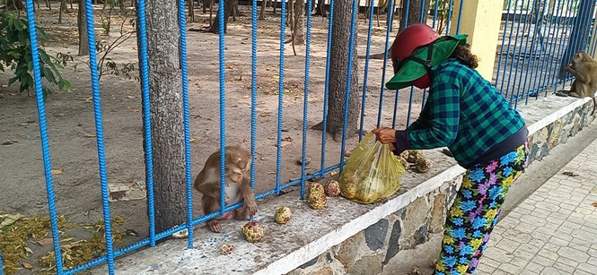 Vắng khách du lịch mùa dịch, bầy khỉ ở Tòa Thánh Tây Ninh đói ăn tràn ra đường - ảnh 8