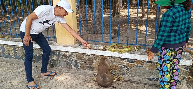 Vắng khách du lịch mùa dịch, bầy khỉ ở Tòa Thánh Tây Ninh đói ăn tràn ra đường - ảnh 7