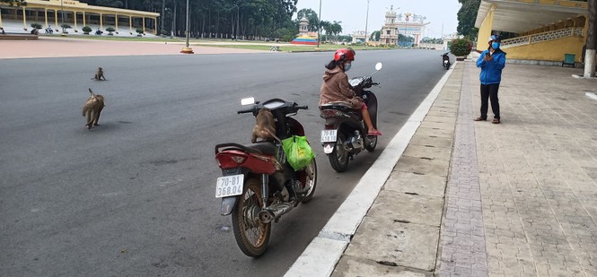Vắng khách du lịch mùa dịch, bầy khỉ ở Tòa Thánh Tây Ninh đói ăn tràn ra đường - ảnh 3