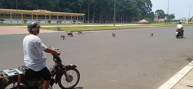 Vắng khách du lịch mùa dịch, bầy khỉ ở Tòa Thánh Tây Ninh đói ăn tràn ra đường - ảnh 6