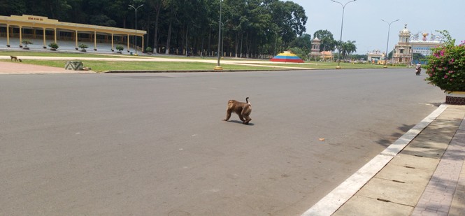 Vắng khách du lịch mùa dịch, bầy khỉ ở Tòa Thánh Tây Ninh đói ăn tràn ra đường - ảnh 5