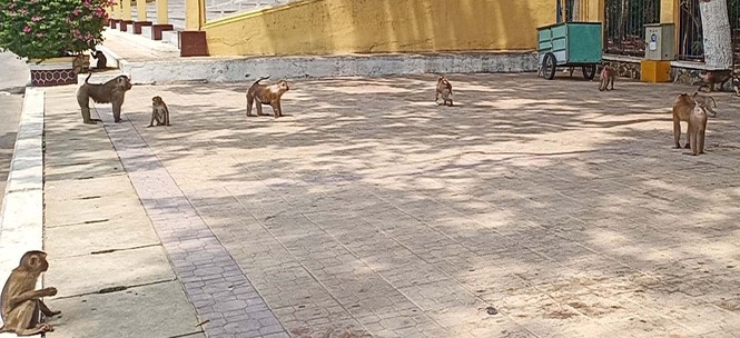 Vắng khách du lịch mùa dịch, bầy khỉ ở Tòa Thánh Tây Ninh đói ăn tràn ra đường - ảnh 1